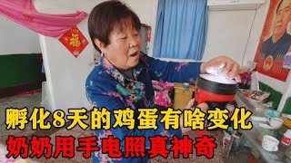 孵化8天的鸡蛋有啥变化？奶奶用手电筒一照孙子看楞了，真神奇