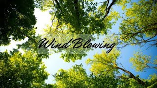 SOUNDS OF WIND BLOWING THROUGH TREES 4K