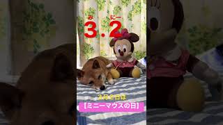 ３月２日は【ミニーマウスの日】今日は何の日？　#shibainu #柴犬 #lovely #犬のいる暮らし