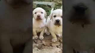 ഞങ്ങടെ ഒരു photo എടുക്കാവോ please....#Puppies#shorts#viral