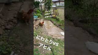 にわとりに勝負を挑んだアヒルさん