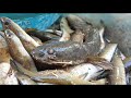 ទៅចាប់ត្រីបានច្រើនណាស់find fish in the lake