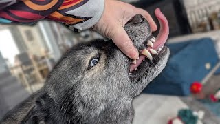 My Husky CHIPPED Her Tooth! Now What?