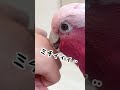 オウムに脱毛してもらったら大惨事になったwww【モモイロインコ】 shorts