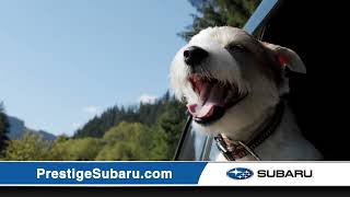 Prestige Subaru - Wags Your Tail