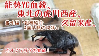 能勢YG血統、TT川西産、久留米産オオクワガタの繁殖  『番外編② 親種紹介\u0026菌糸瓶投入状況！』