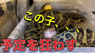 【餌やり動画】閲覧注意！大蛇2匹に餌やりのはずが、、、