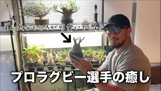 【最終回】プロラグビー選手の癒し＝塊根植物