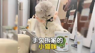 盘点那些手欠拆家的猫咪，三天不打上房揭瓦