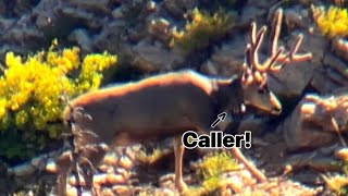 2023 Wyoming Mule Deer Hunt, Big buck with a caller! #muledeerhunting