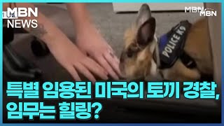 [굿모닝월드]특별 임용된 미국의 토끼 경찰, 임무는 힐링? [굿모닝 MBN]