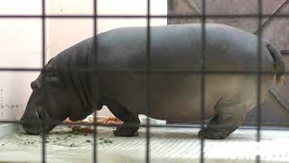 カバ (姫路市立動物園) 2019年2月16日