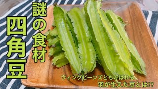 【四角豆レシピ】謎の食材！羽がはえた豆⁉️ウィングビーンズを調理してみた！四角豆の天ぷら・四角豆の炒めペペロンチーノ風・四角豆の酢の物【豆料理】