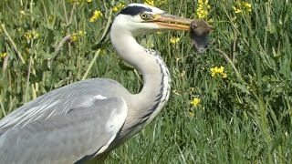 Blauwe reiger vangt muis \\ great blue heron catches a mouse