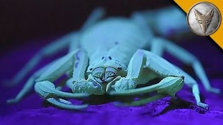 The Deadliest Scorpion in America! (Part 1)