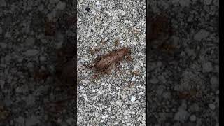 Fire ants vs grasshopper