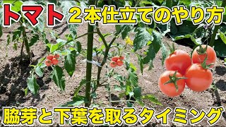 【トマト】脇芽・下葉をとるタイミングは？２本仕立てで収量アップ！