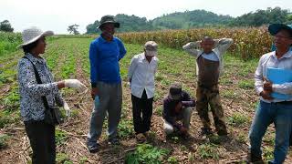 Sustainable Cassava with CA in Cambodia ការដាំដុះដំណាំដំឡូងមីតាមបច្ចេកទេសកសិកម្មអភិរក្ស