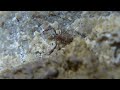 20111122 pseudoscorpion