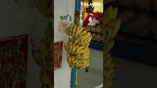 வாழைப்பழங்களை தொங்கவிடுவதற்கான காரணம்? Why bananas are hung ?