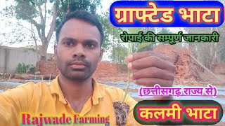 कलमी भाटा /grafted baigan ki kheti/ बैंगन की रोपाई कैसे करे ।brinjal farming/VNR-212