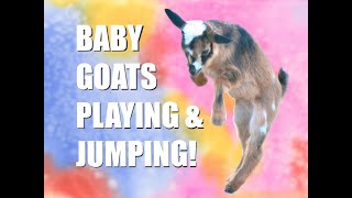 Baby Goats Playing and Jumping, Funny Baby Goats, Happy Baby Goats—Episode 8