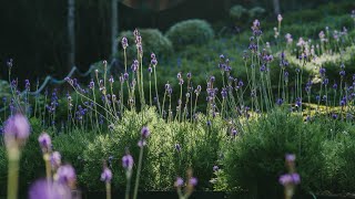 薰衣草森林 Lavender Forest 官方網站形象影片｜Lavender Forest Official Image Video (Website)