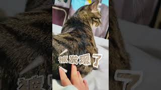 偷袭小猫咪被发现了狸花猫 我和我的怨种猫咪 与猫在一起的日子 记录猫咪日常 喵星人的下一秒永远超出你的想象