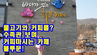 남양주 블루문 물고기 수족관 카페! 물고기와 커피 마시며 힐링!