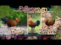 වළිකුකුළා ගැන විස්තර | Srilankan jungle fowl #junglefowl #nodutusathvalokaya #animals #Srilanka