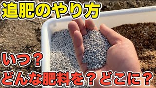 【生育に差がつきます】追肥のやり方　量・タイミング・場所・どんな肥料を使えばいいの？