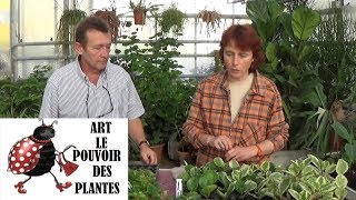 chaine de jardin: Peperomia obtusifolia: Comment arroser et  Bouturer: Plante ve