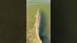 Arapaima or Aligator സാധാരണകാർക്ക് വാങ്ങി വളർത്താൻ ഏതാണ് നല്ലത് 🤔? | #viral #arapaimafish