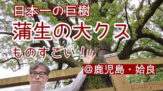 日本一の巨樹「蒲生の大クス」がものすごい！＠蒲生の大クス