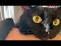 爪を切りたくない！と泣く猫ハナちゃん^_^ black bombay cat 黒のボンベイ猫