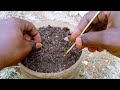 how to grow guava tree from seeds easily 0 3 month results from green fruit