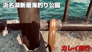 浜名湖新居海釣り公園カレイ釣行#浜名湖 #釣り