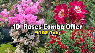 10 Rose combo 500₹ only #budgetrosecombo #rose #combo #sale #budgetfriendly #gardening #onlinesale