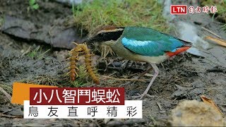 小八智鬥大蜈蚣全都錄 鳥友直呼精彩