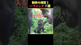 tiktokで7.1億回バズった動物ハプニング動画7選！7Animal Happenings Videos That Got 710 Million Buzz on tiktok!#犬#shorts