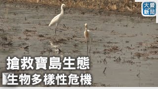 搶救寶島生態 生物多樣性危機｜大愛新聞 @DaaiWorldNews