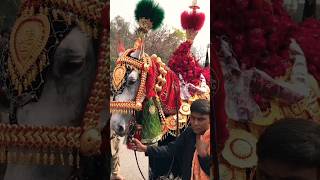 ZULJINAH BADSHAH BARAMDAGI #10million #viral #zuljinah #shortvideo #satisfying #muharram #ytshorts