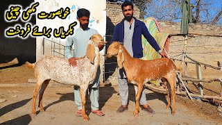 Top Class Makhi Cheeni Goats For Sale 28 January 2025 | Madrsa Bakra Mandi