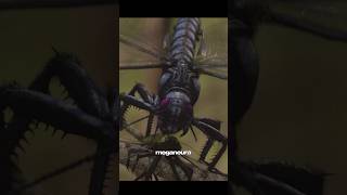 giant Dragonfly #viral #youtubeshorts #shortsfeed #youtube