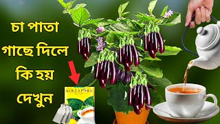 চা পাতা গাছে দিলে কি হয় দেখুন - Unknown Uses of tea - গাছে রং চায়ের ব্যবহার