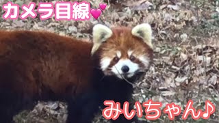 カメラ目線くれた！激カワみいちゃん😍　@千葉市動物公園