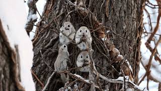 【4K】Siberian flying squirrel　エゾモモンガ