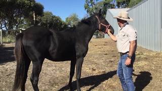 Unhandled 2 Year Old Colt: with an injury to his right eye