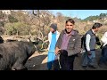 top quality buffalo and cows for sale at cheapest price in animal market of ajk animals