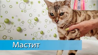 Мастит у кошки. Диагностика и лечение